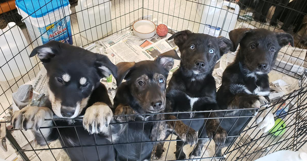 Humboldt SPCA making fundraising push for new purpose-built shelter - Humboldt SPCA making fundraising push for new purpose-built shelter -