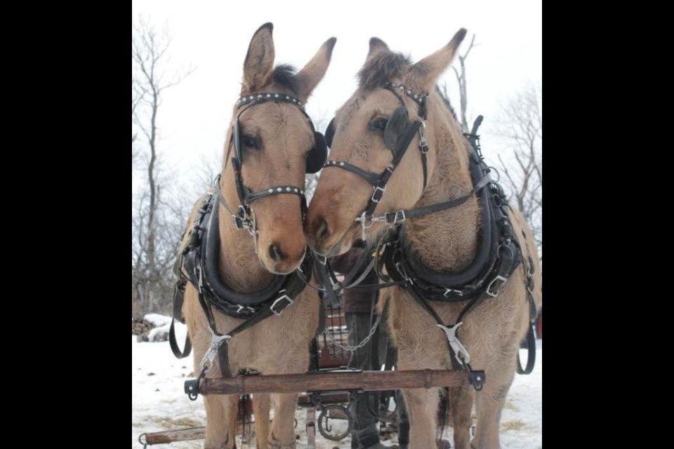 A team of mules.