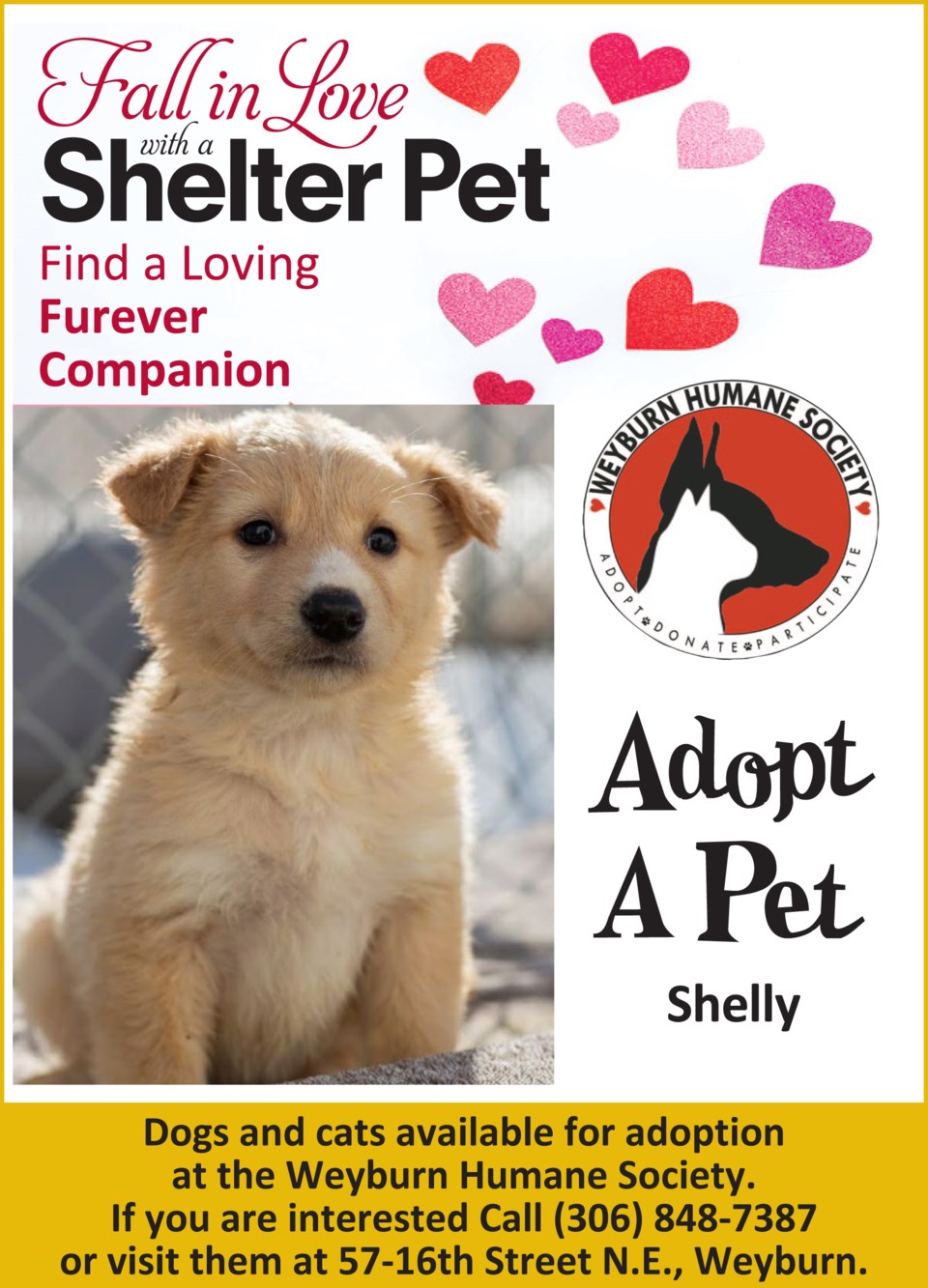 Adopt Pet Shelly