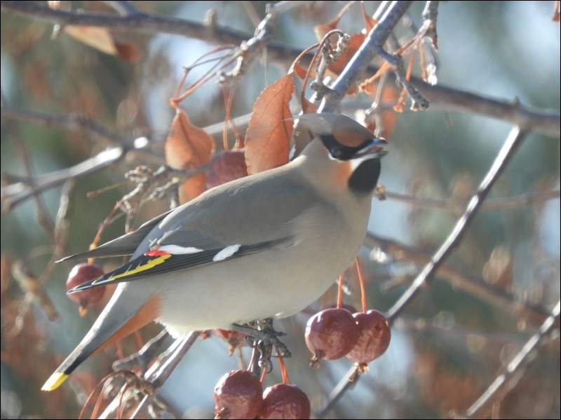 back for more applies waxwing