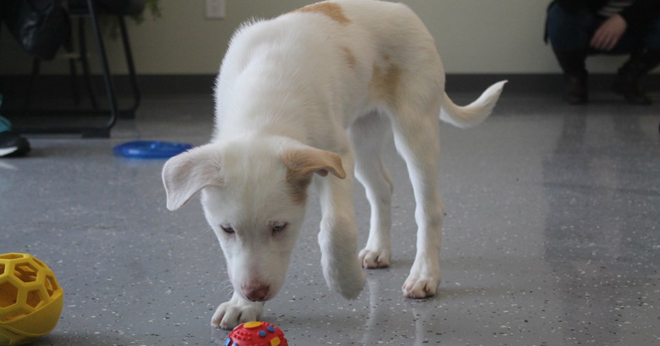 North East SPCA