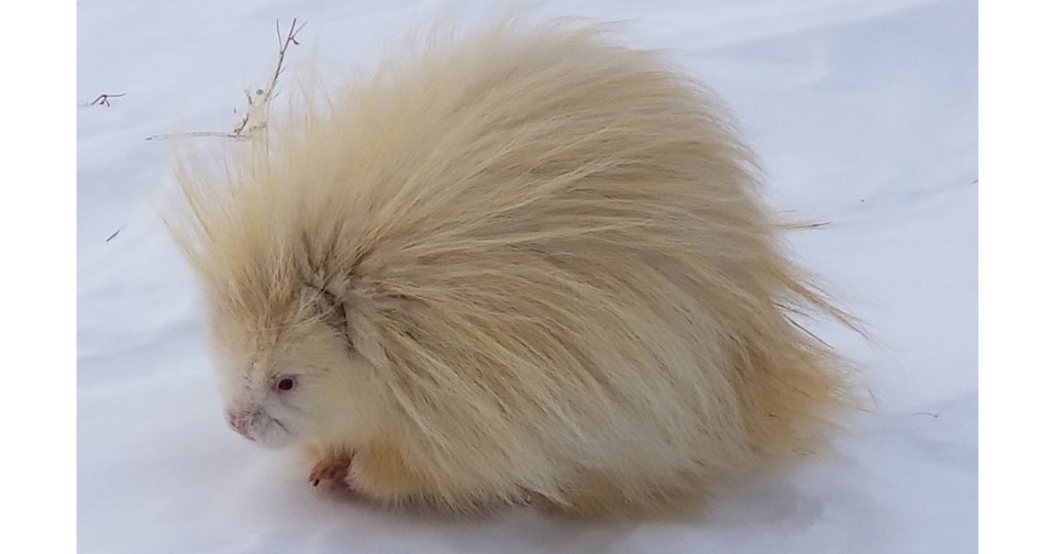 ALBINO porcupine