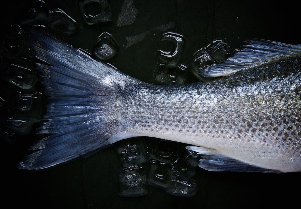 fishy