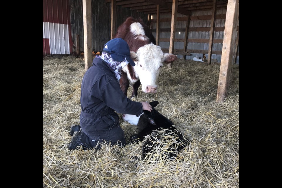 Ty Korol has taken a special interest in this recently born calf. Submitted Photo