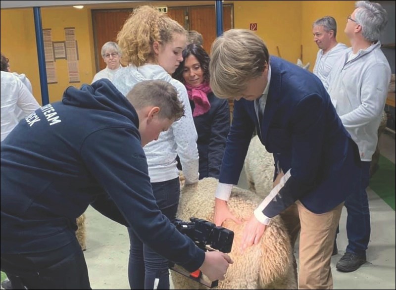 alpaca show