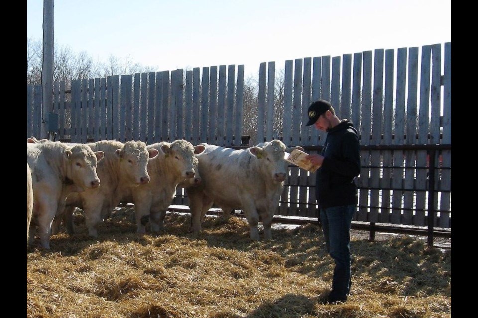 A potential buyer checks out the bulls prior to Monday's sale. Submitted Photo