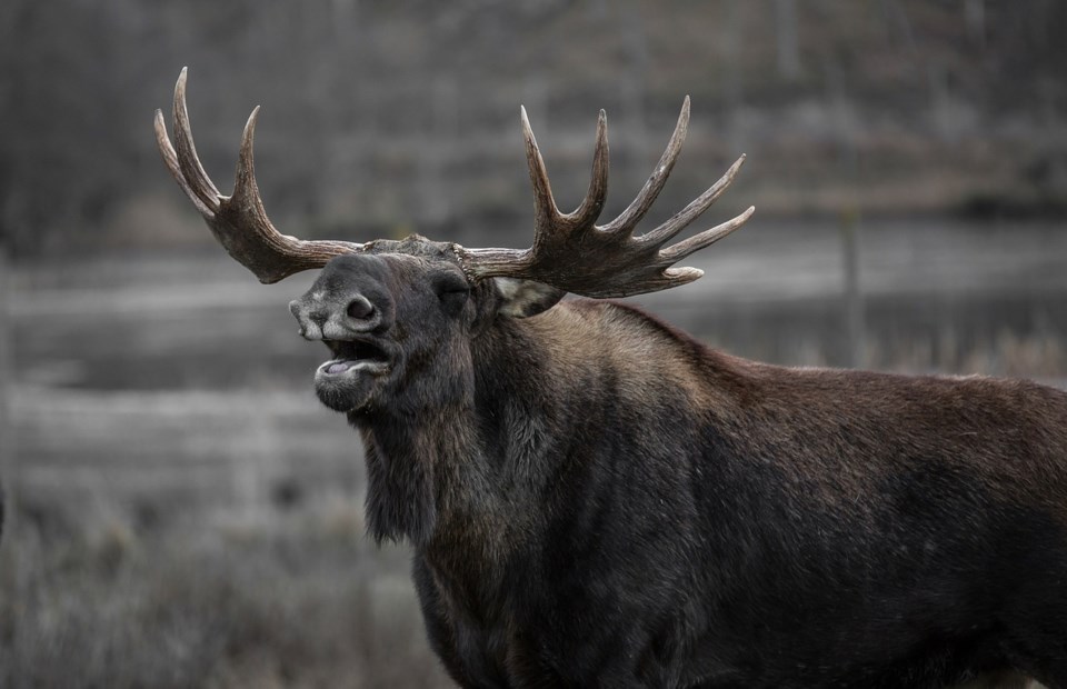Stock moose
