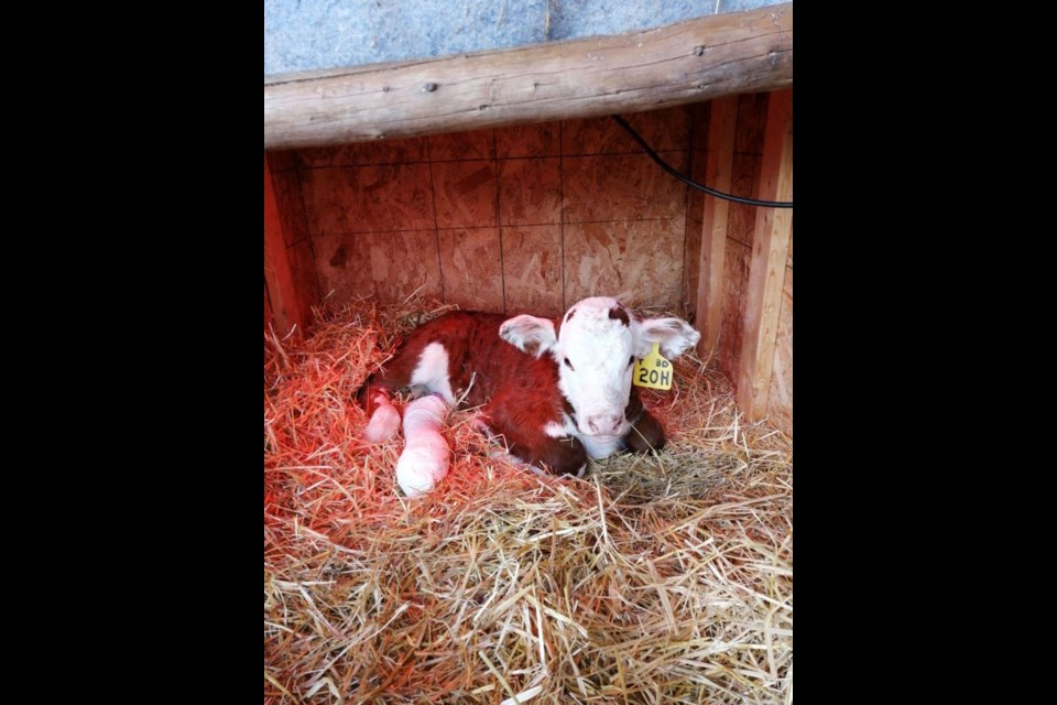 A calf with cast for a broken leg. Photo courtesy Kristina Just