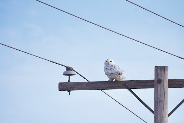 owl