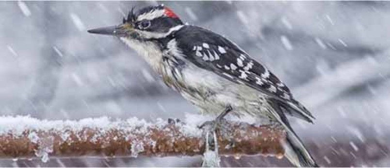 bird