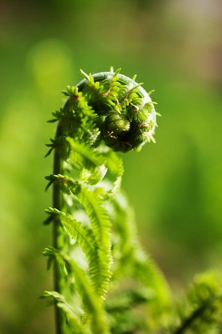 fiddlehead