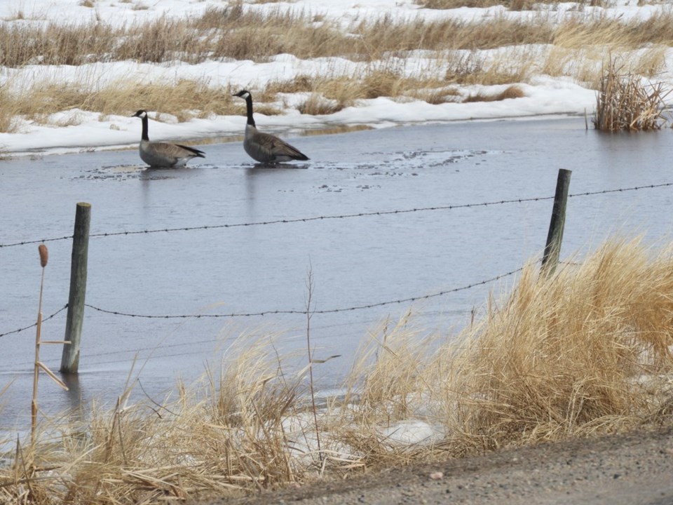 geese LL