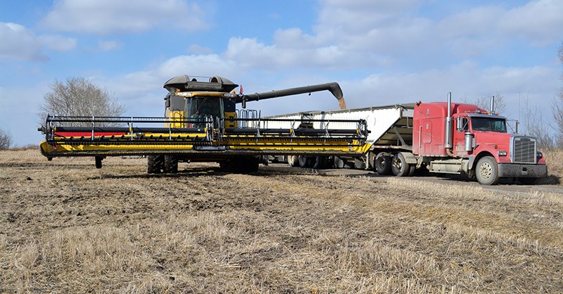 Cees Vandenberg unloads durum wheat into the truck to be hauled to market.