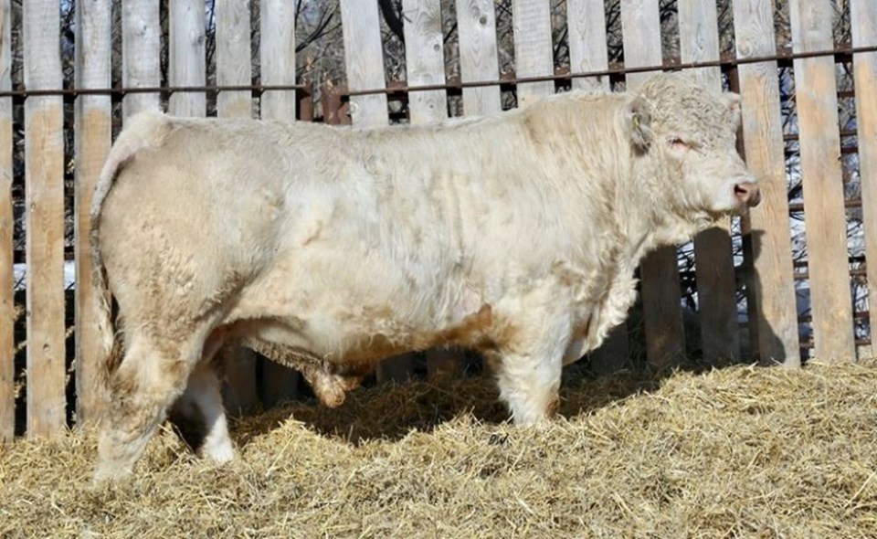 Sliding Hills Charolais sale