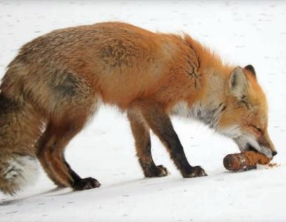 Photo by Louise Lundberg, Turtleford