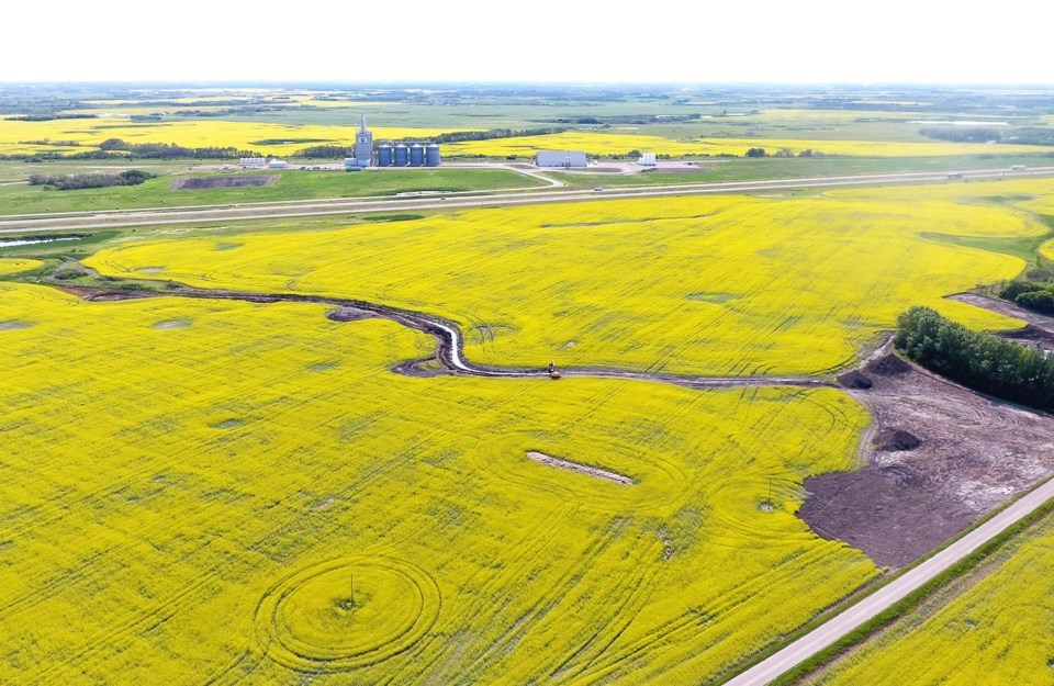 canola