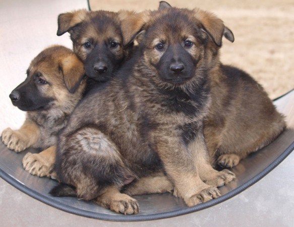 rcmp puppy