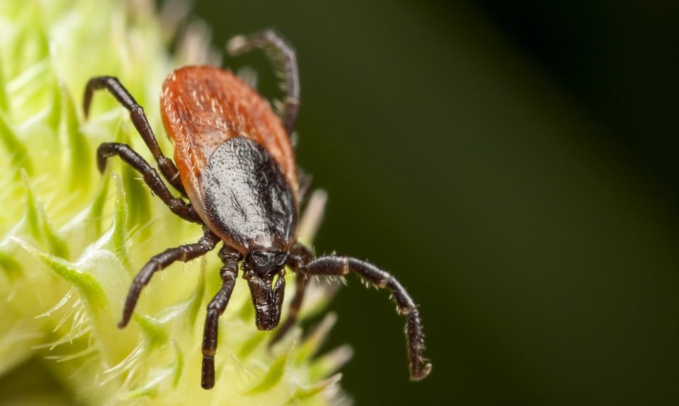 Tick