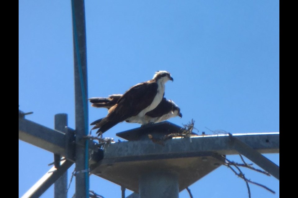 Village of Endeavour residents look forward to Osprey returning every spring but this year SaskTel removed the birds’ nest from its tower in Endeavour.