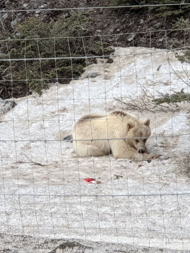 white bear