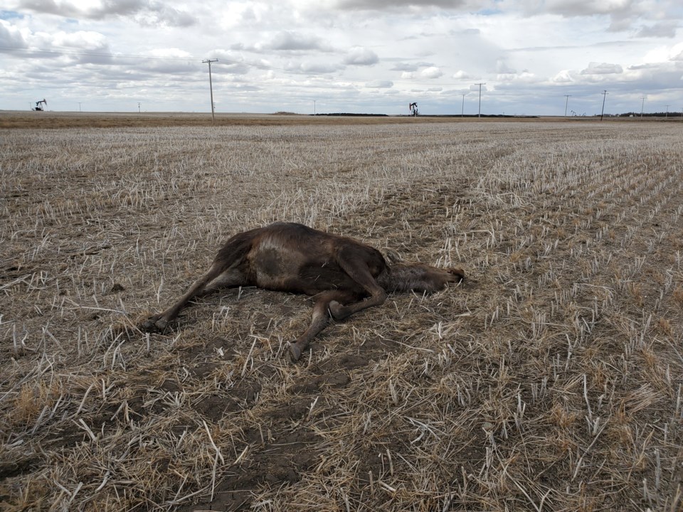 Moose pic