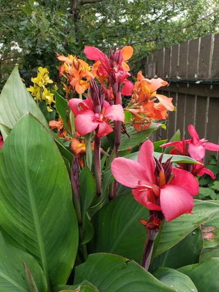 Canna lilies