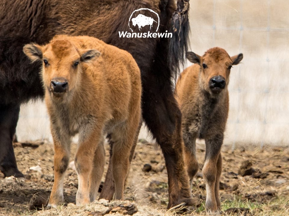 bison