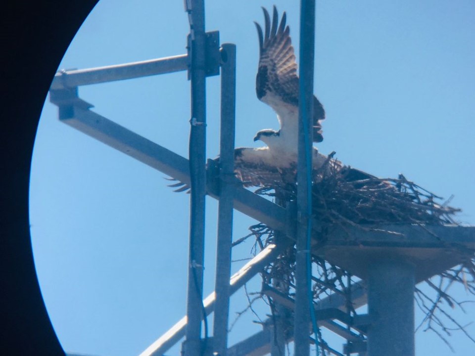 Osprey Back Building