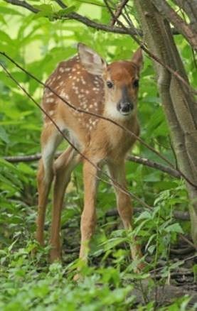 fawn