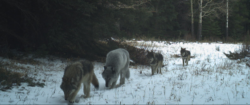 A remote camera catches a photo of wolf 1901 with three pups travelling through the Cascade Wildlife