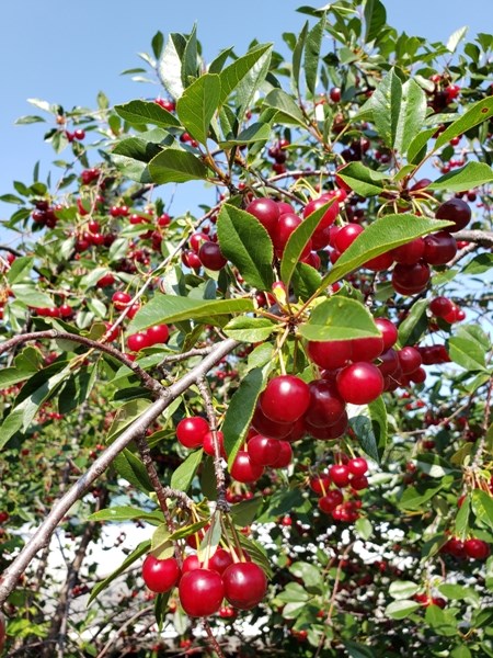 Prairie cherry