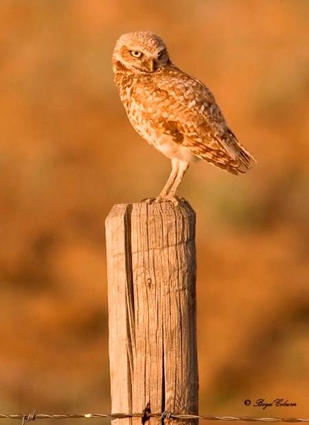 burrowing owl