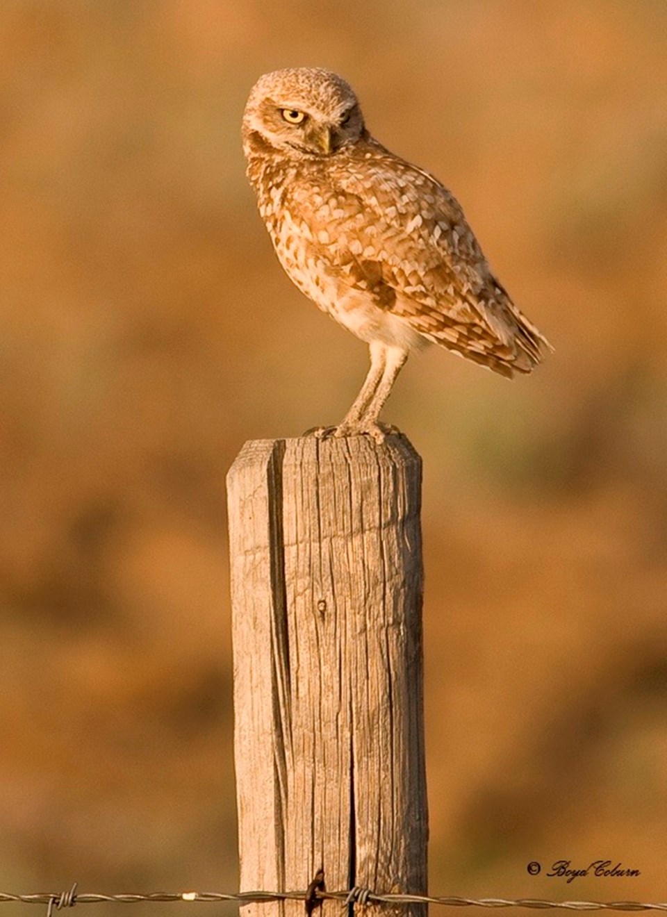 owl