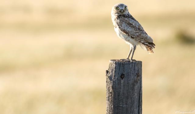 Burrowing owl