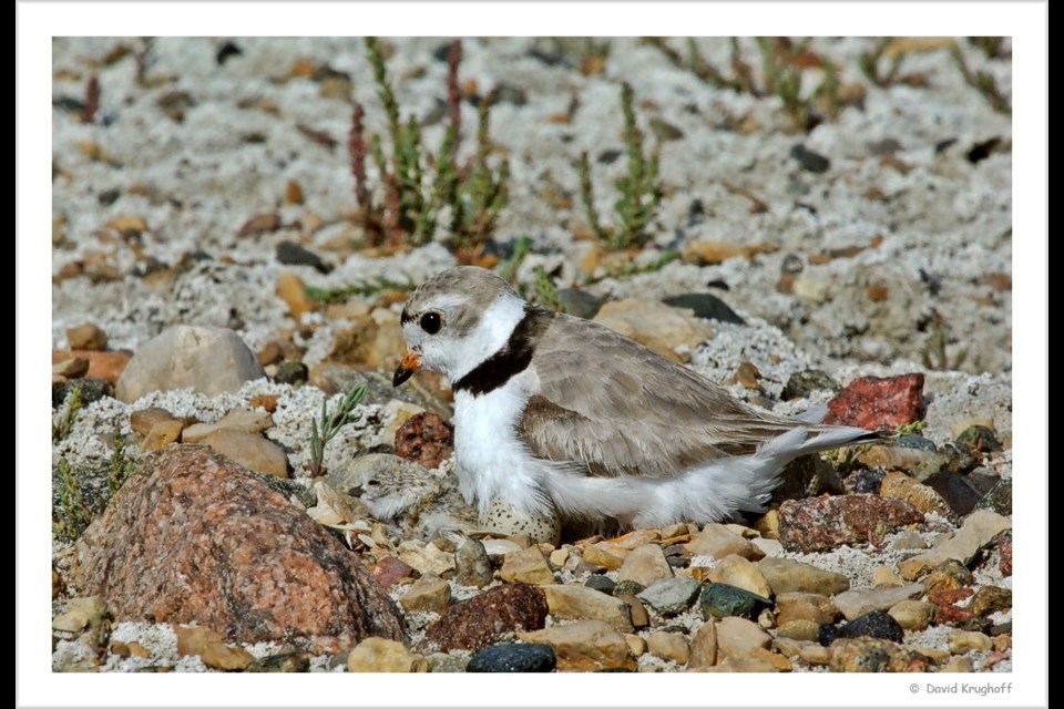 Adult Piping Plover with egg. Photo by David Krughoff