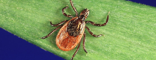 ticks