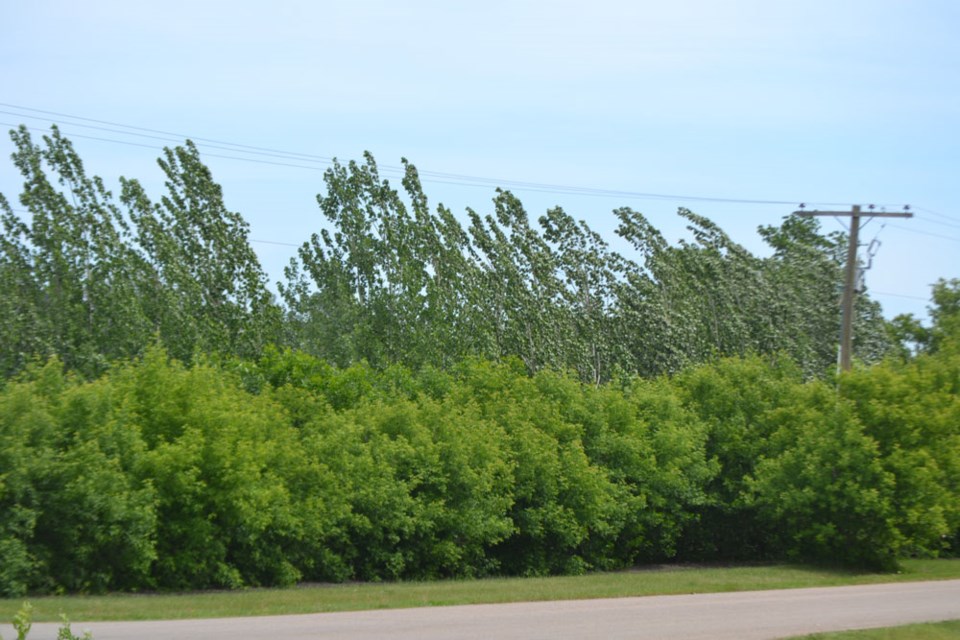 Wind pic