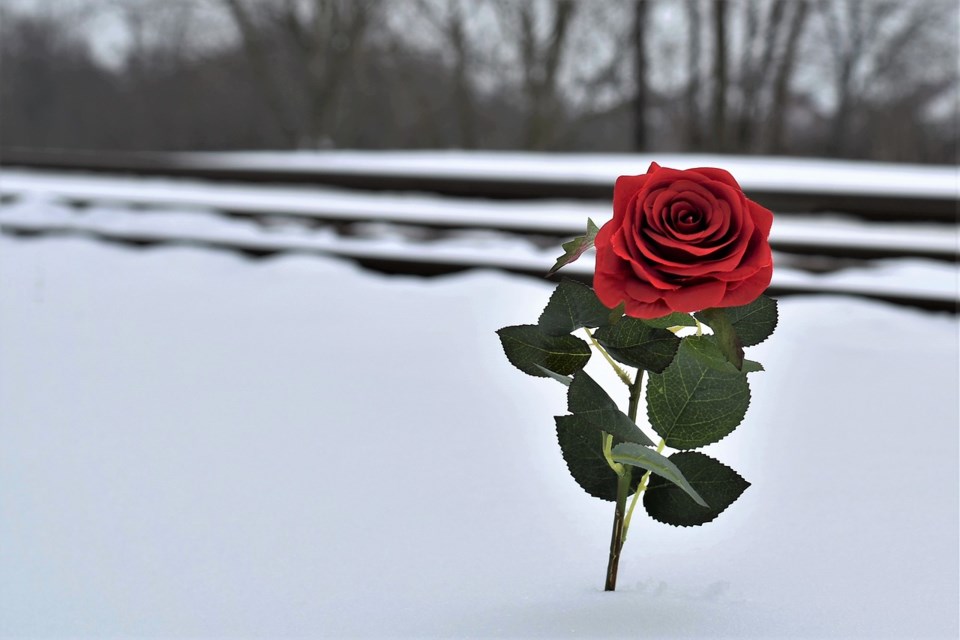 red-rose-in-snow-3267057_1280