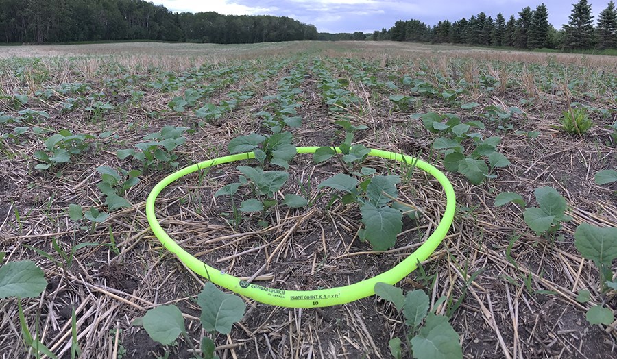 This metric hoop is equivalent to a quarter square metre. With this hoop, multiply plant counts by f