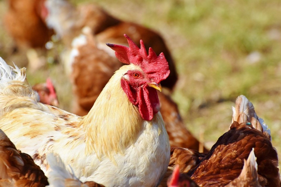 Chicken