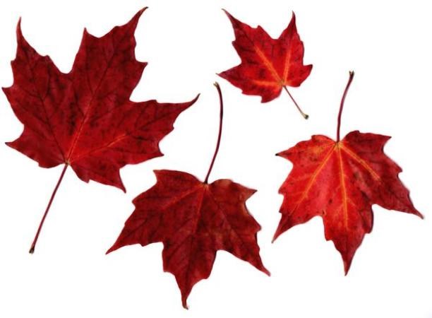 Maple leaves