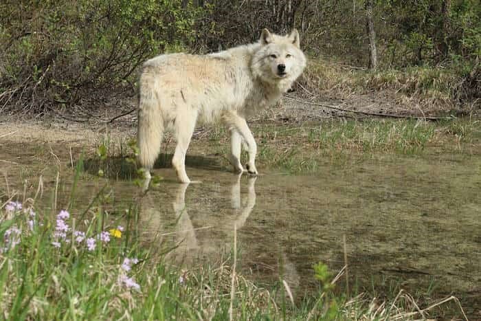 Take a walk on the wild side on this incredible hike with wolves in B.C._2