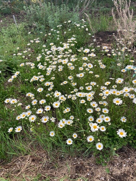 wildflowers