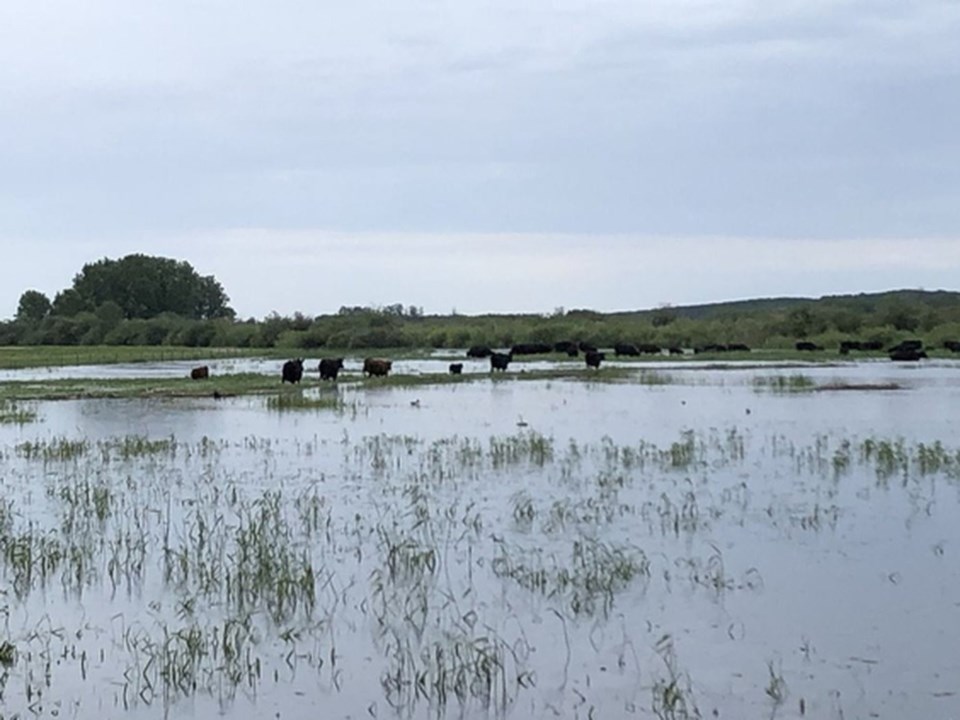 Stranded cattle