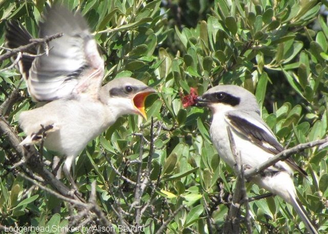 Adult feeding young (Photo by Alison Baudru)