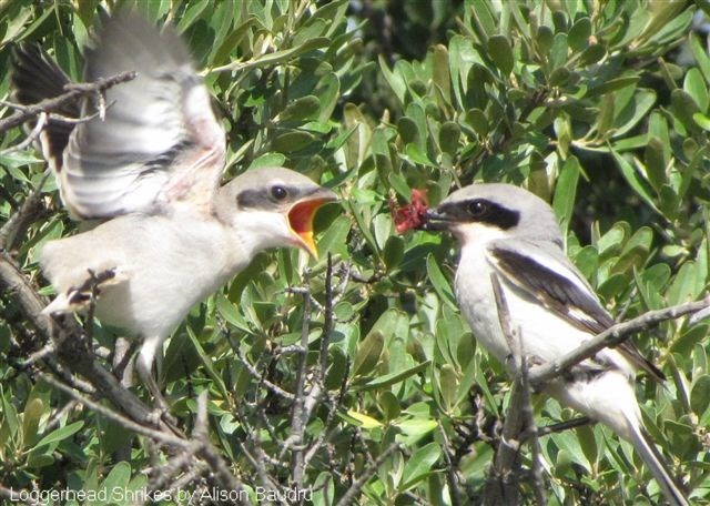 Adult feeding young (Photo by Alison Baudru)