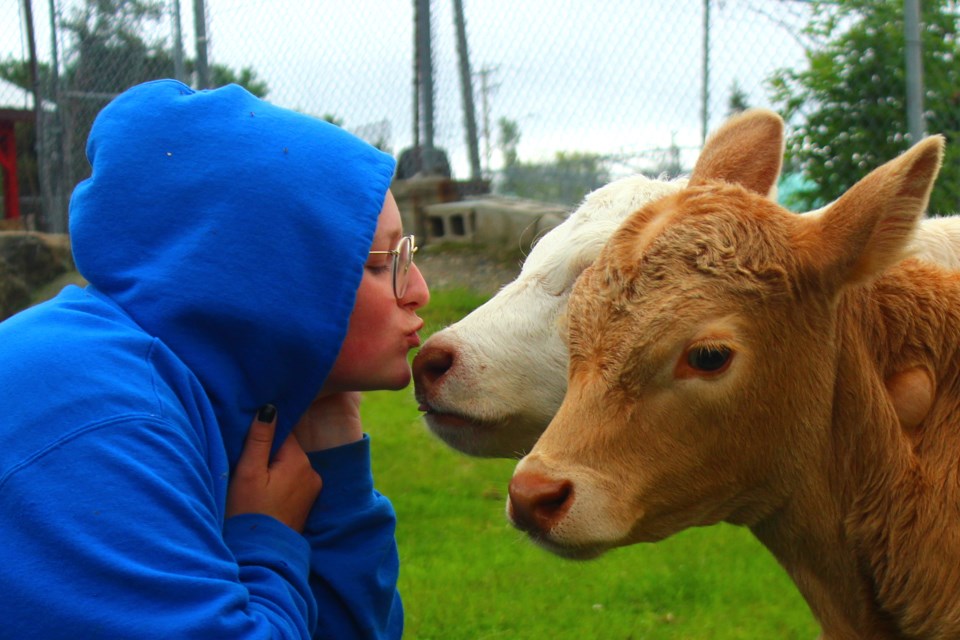 Taya Rogers gives a quick smooch to Ethel the cow June 28 at the Joe Brain Petting Zoo while Jerome hangs out nearby. - PHOTO BY ERIC WESTHAVER