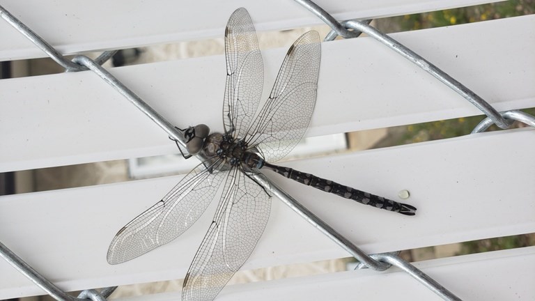 Residents are hoping the dragonflies invite their relatives to the daily mosquito smorg, and work some overtime to help control the mosquito infestation. Photo by Sherri Solomko