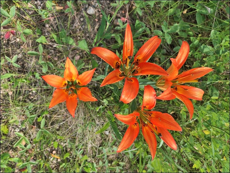 Huge patches of western red lilies highlighted a weekend getaway in the Whitkow Hills. Photo by Cora