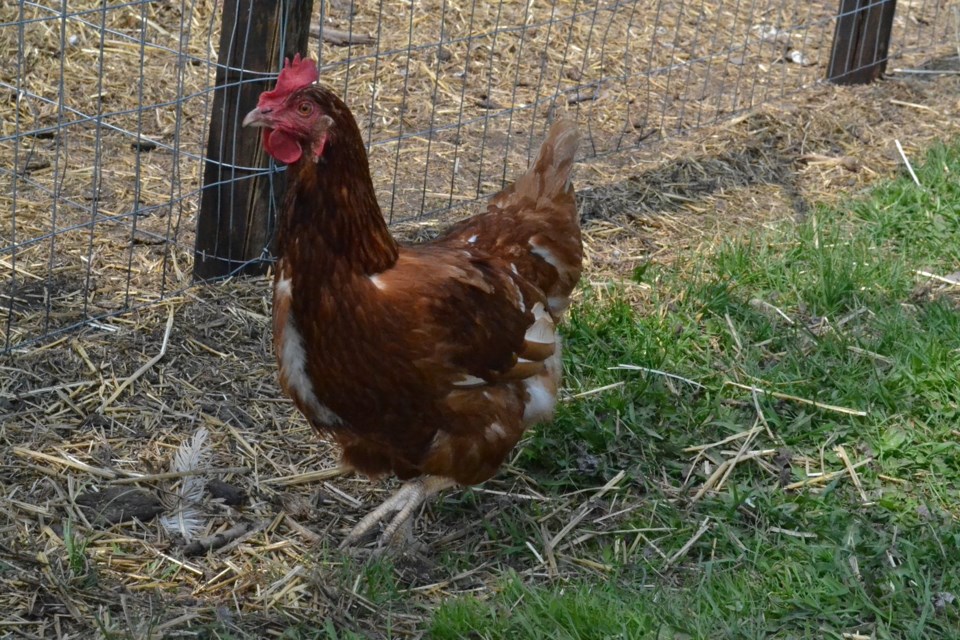 Chicken
